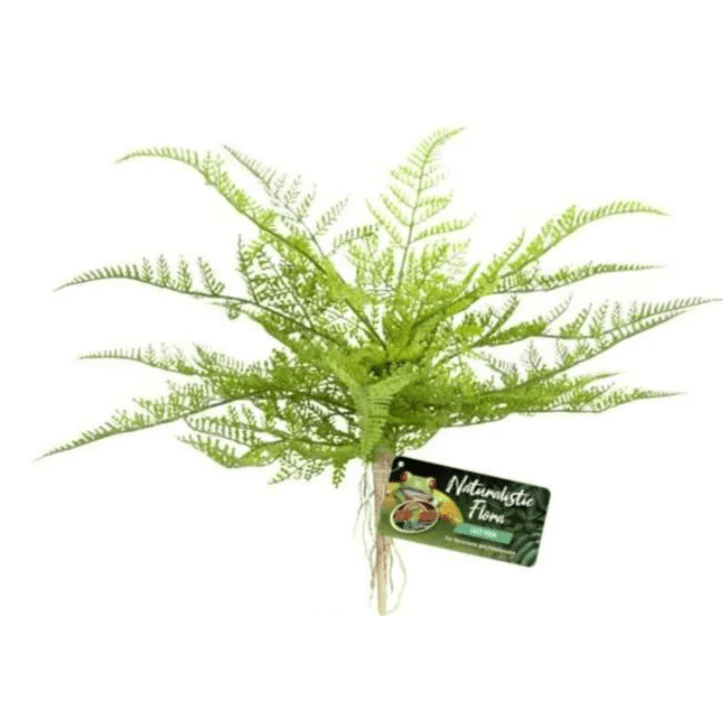 Lace Fern Terrarium Decor