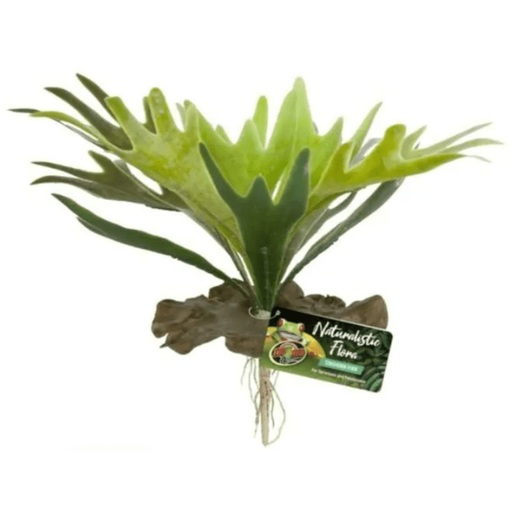 Staghorn Fern Terrarium Decor