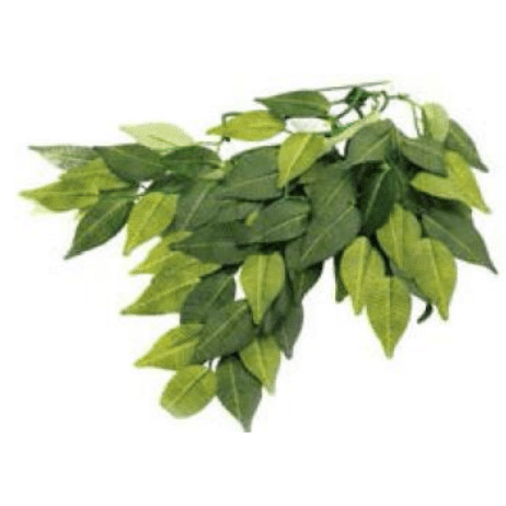 Terrarium Plant Banyam Leaves