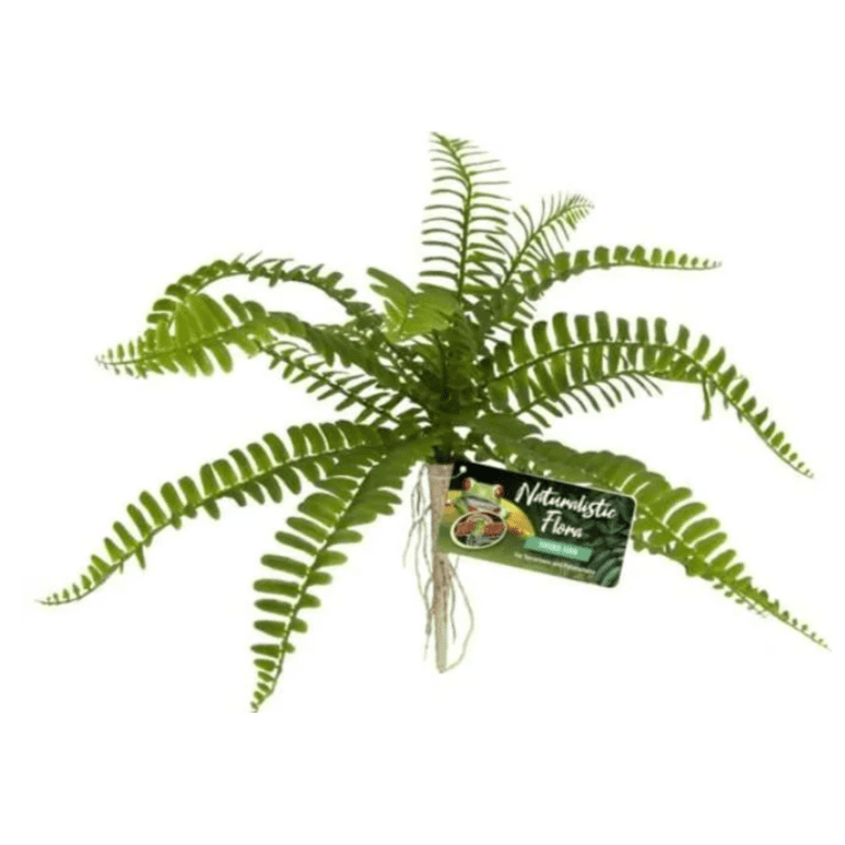 Sword Fern Terrarium Decor