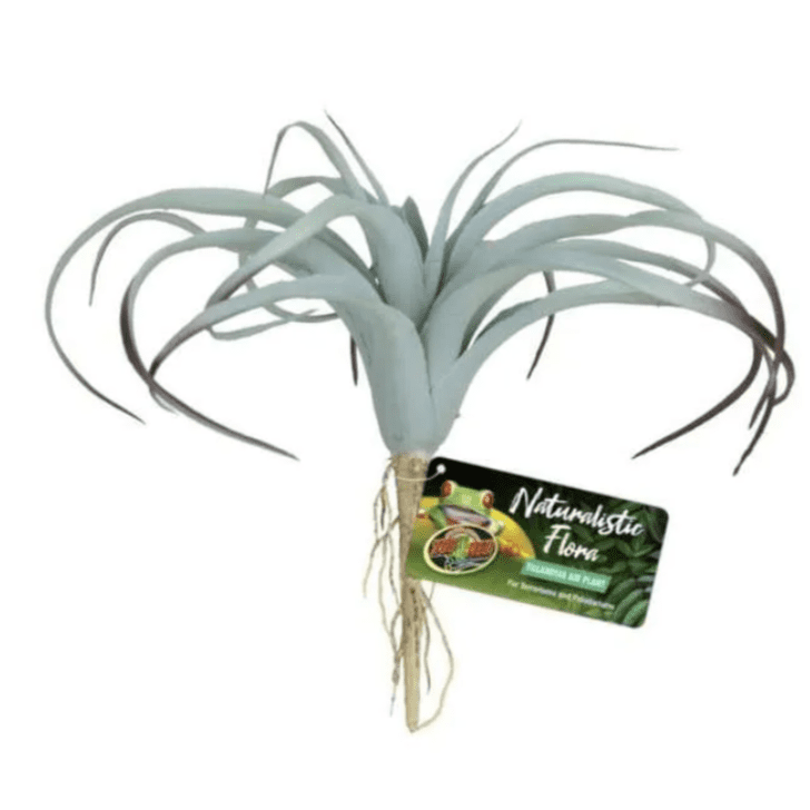 Tillandsi Air Plant