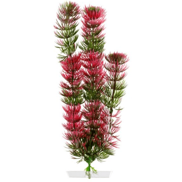 JK Animals Red Anacharis Plant 25-28cm