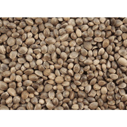 Manitoba Hemp Seed 1kg