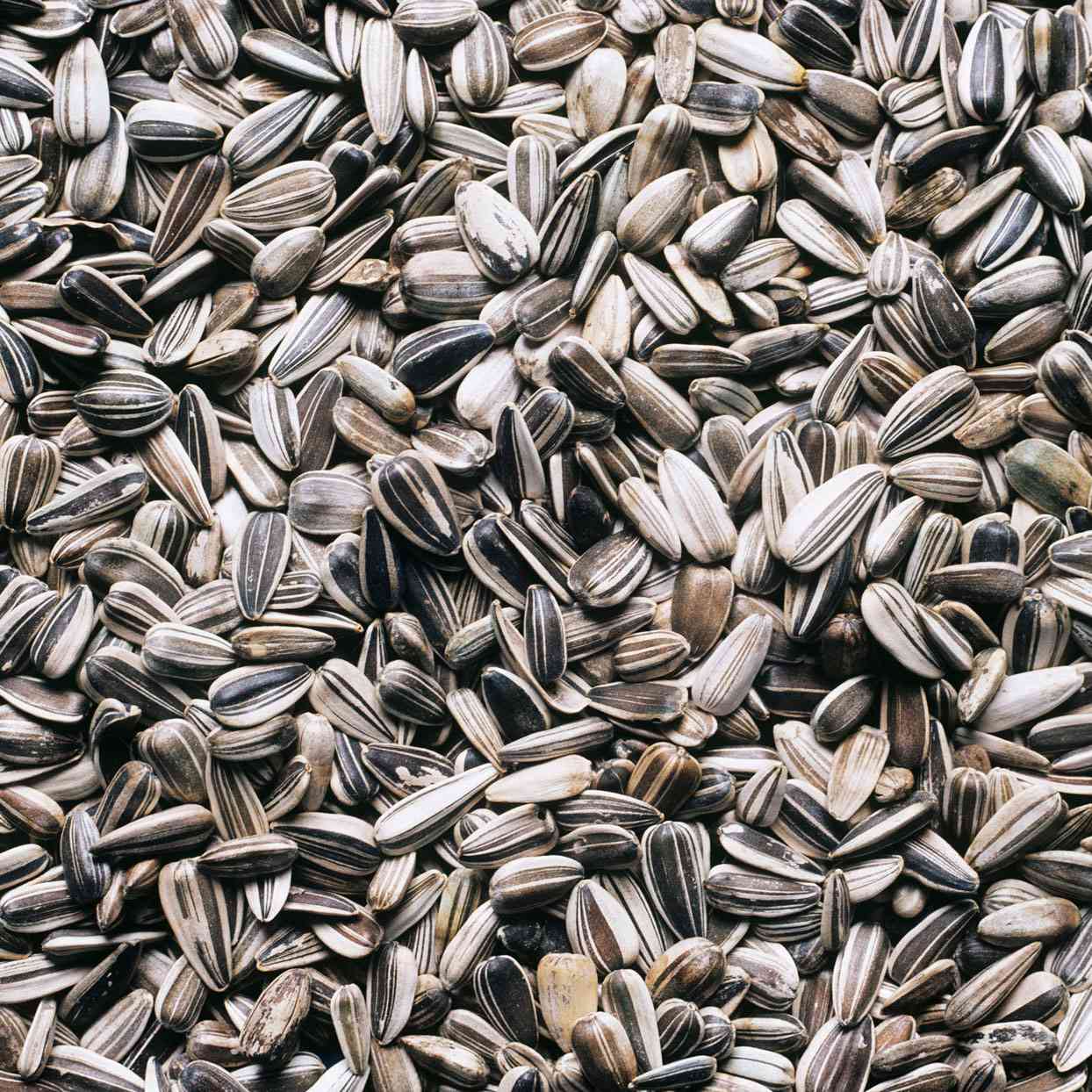 Levante Argentina Sunflower Seeds 20kg