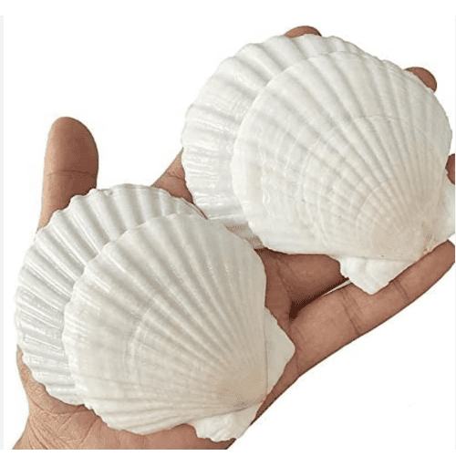 Pearl Mussel Aquarium Decoration 1pc