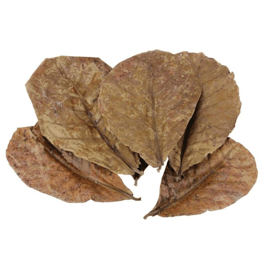 Katapang Leaves