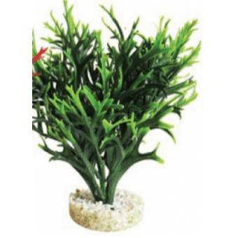 Water Fern Large 28cm