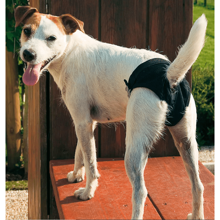 Ferplast Culotte Hygienic Dog Panties