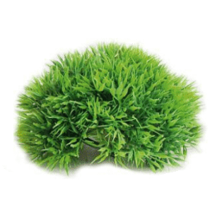 Aquarium Half Moss Ø12cm